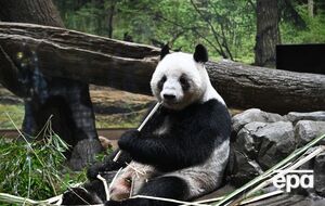 Китай скерує до США панд напередодні візиту Трампа