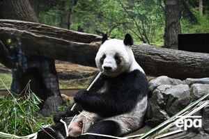 Китай доправить у США панд напередодні візиту Трампа