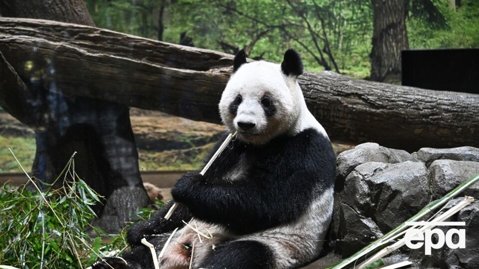 Китай отправит в США панд накануне визита Трампа