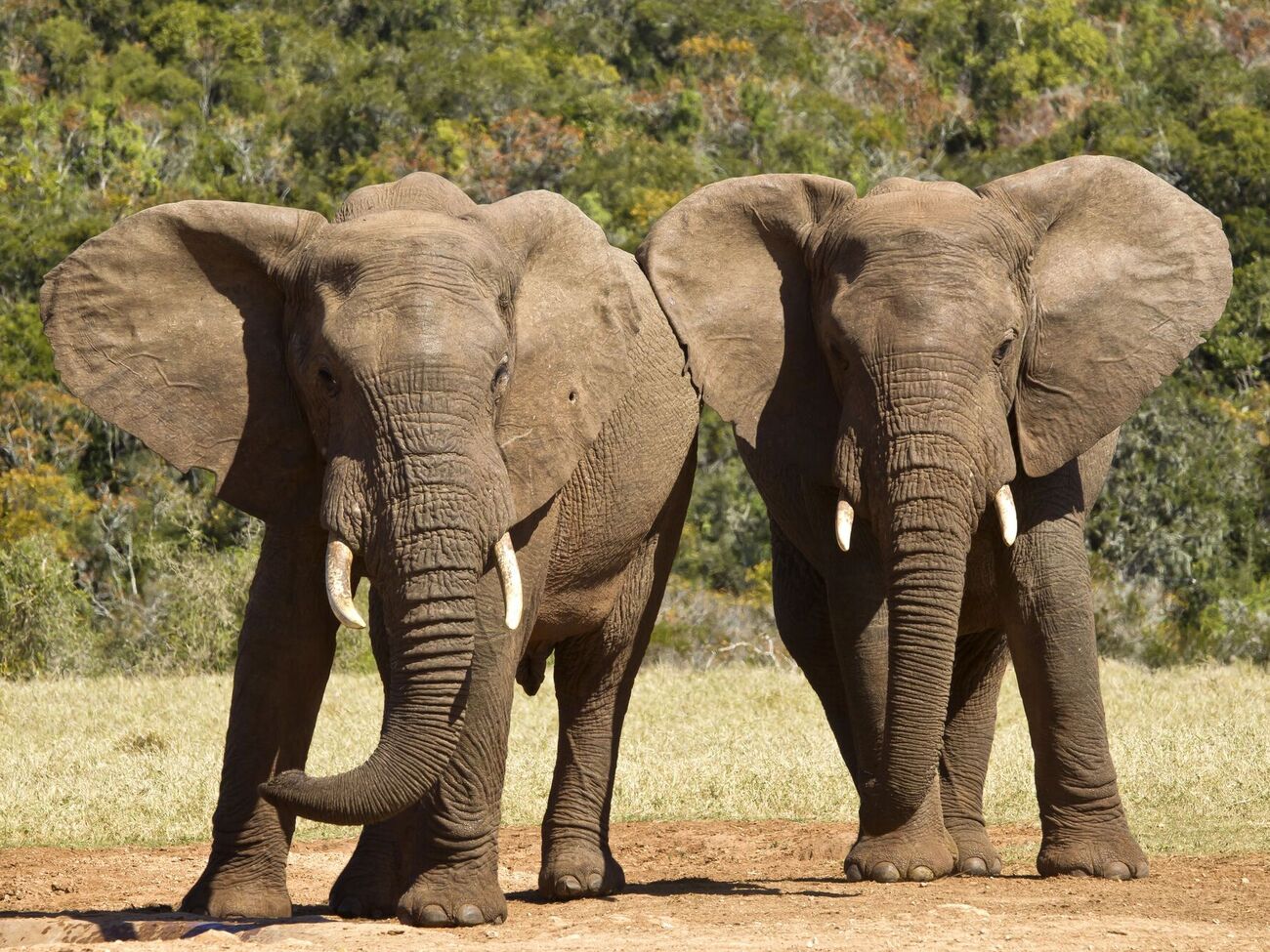 В Габоне пять самок слонов затоптали насмерть миллионера