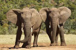 У Габоні п'ять самок слонів на смерть затоптали мільйонера