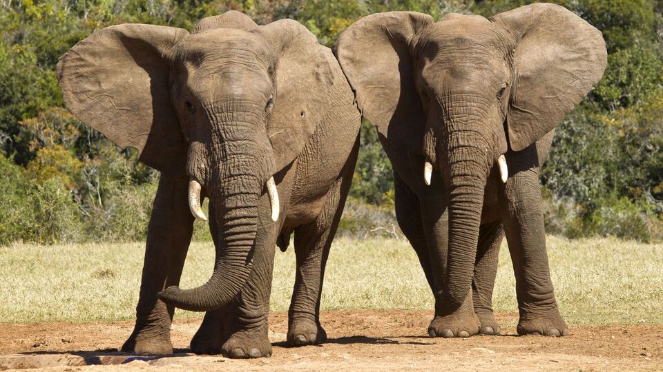 У Габоні п'ять самок слонів на смерть затоптали мільйонера