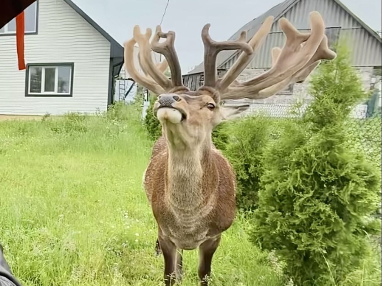Водійку, яка збила зірку TikTok оленя Бориса в Рівненській області, судили. Яке покарання понесе жінка?