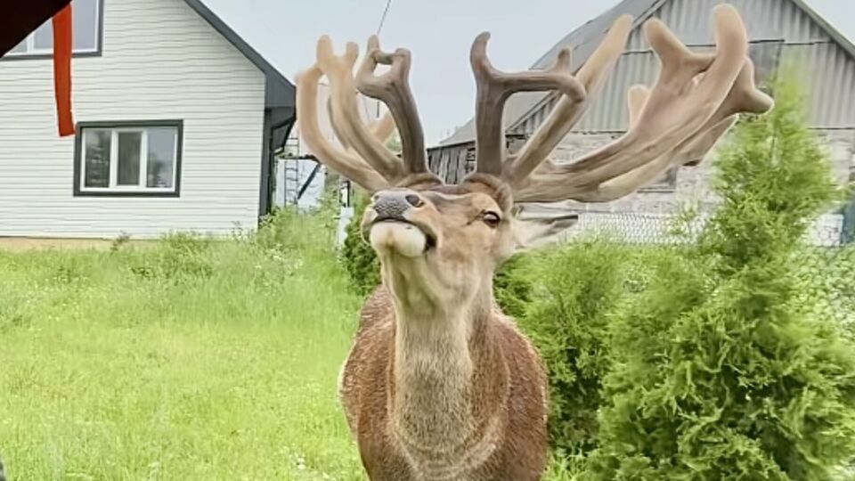 Водійку, яка збила зірку TikTok оленя Бориса в Рівненській області, судили. Яке покарання понесе жінка?