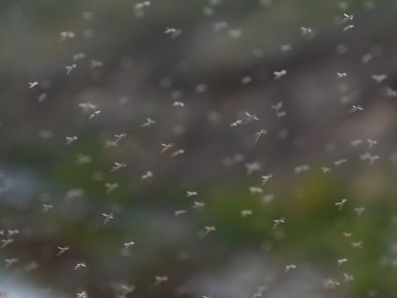 В Одеській області зафіксували мільярди комарів, які можуть збиратися у хмари. Чи є загроза для людей?