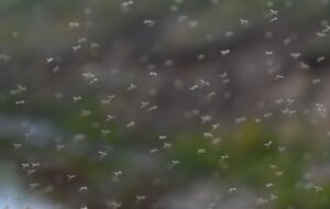 В Одеській області зафіксували мільярди комарів, які можуть збиратися у хмари. Чи є загроза для людей