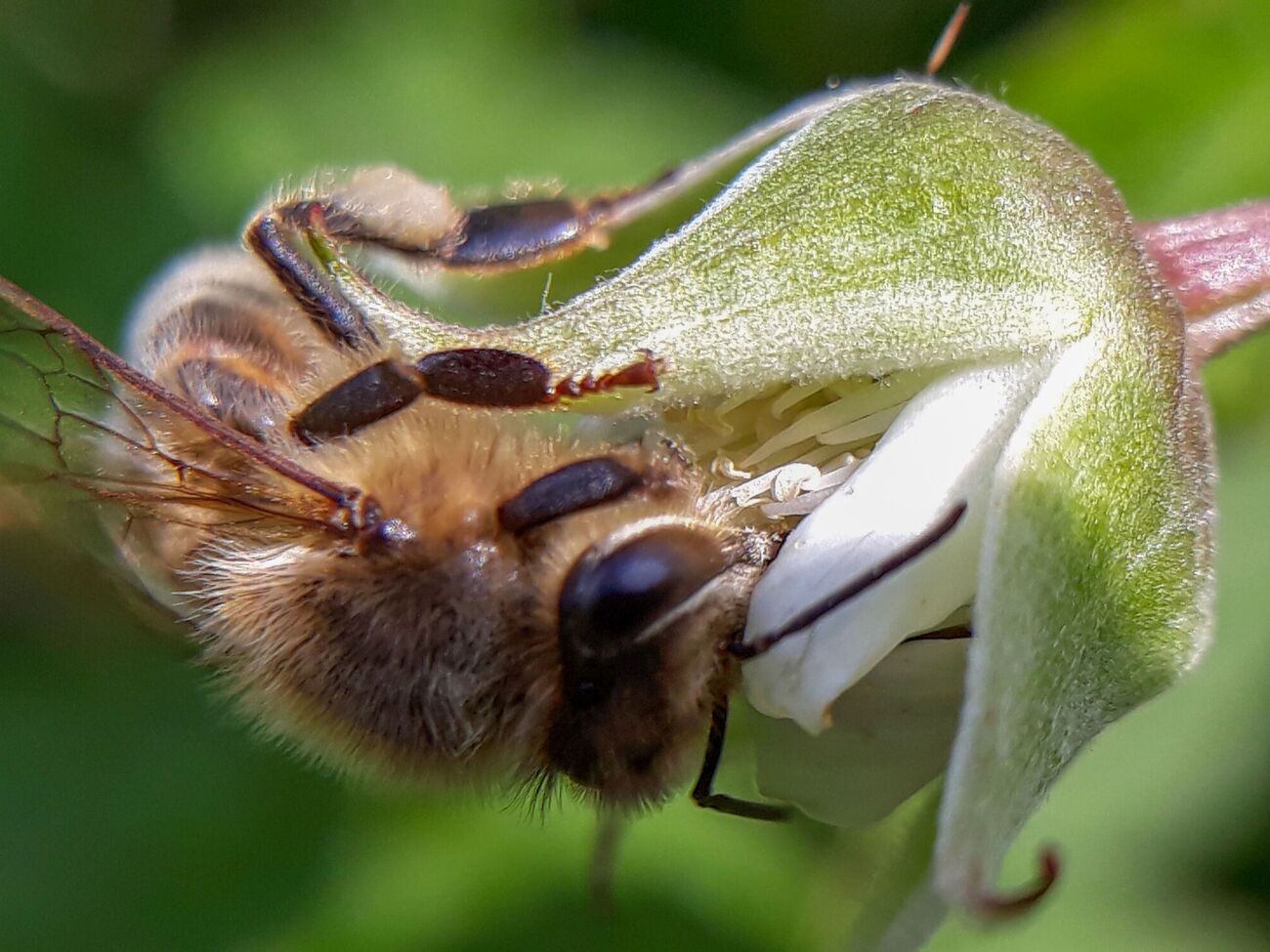 Посадіть ці рослини на ділянці, щоб привабити бджіл і значно підвищити врожай