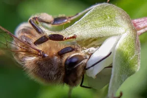 Посадіть ці рослини на ділянці, щоб привабити бджіл і значно підвищити врожай