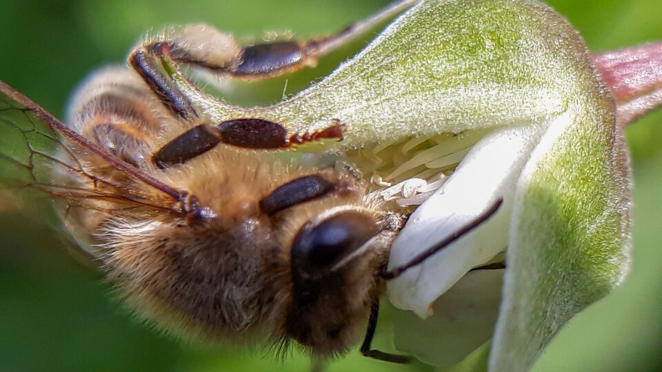 Посадіть ці рослини на ділянці, щоб привабити бджіл і значно підвищити врожай