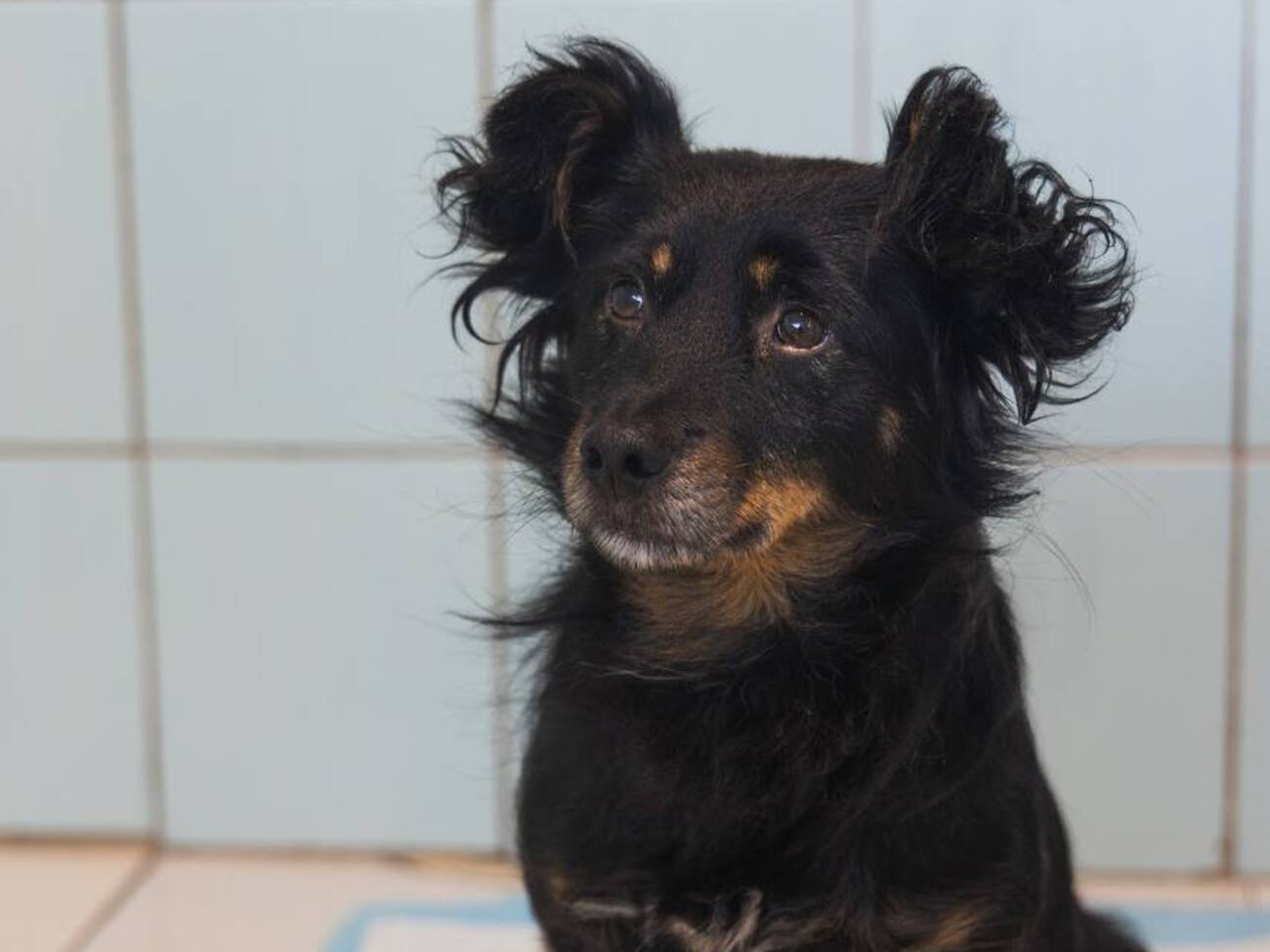 Кайф хочет в семью. Волонтеры рассказали трогательную историю собаки из приюта 