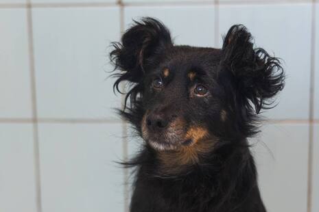 Кайф хочет в семью. Волонтеры рассказали трогательную историю собаки из приюта