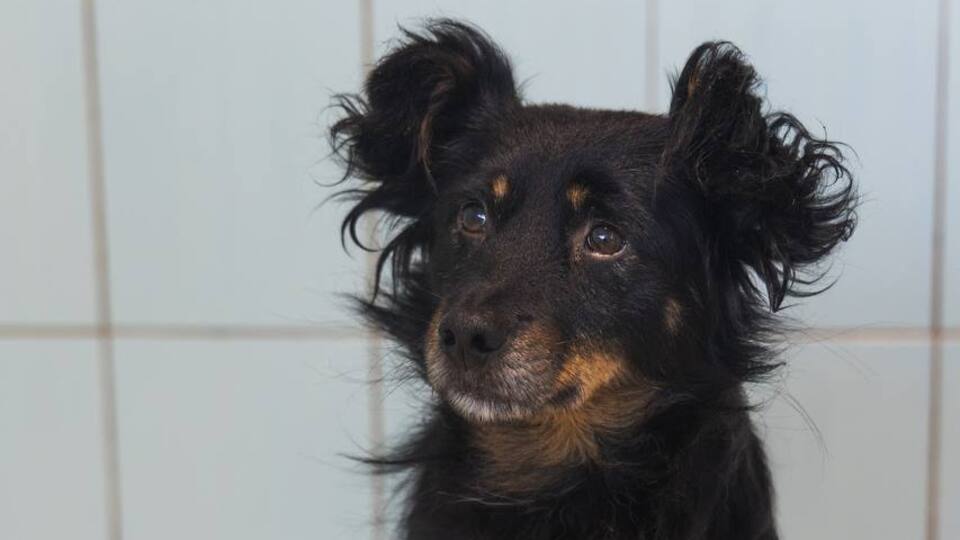 Кайф хочет в семью. Волонтеры рассказали трогательную историю собаки из приюта