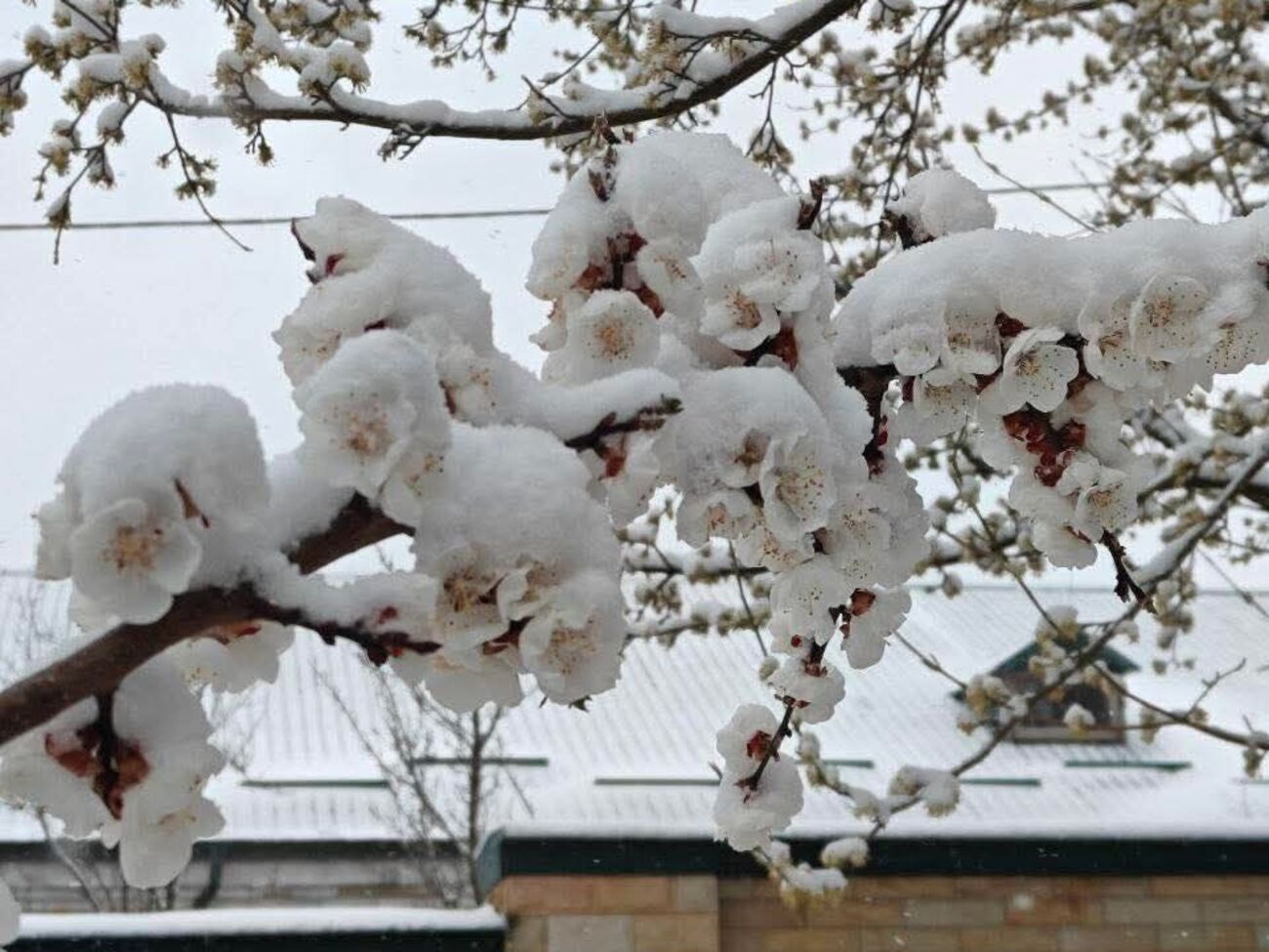 Квітень цьогоріч може увійти до п'ятірки найхолодніших за 30 років. Українців попередили про морози
