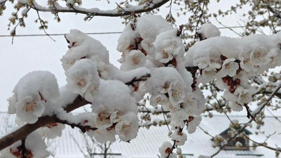 Квітень цьогоріч може увійти до п'ятірки найхолодніших за 30 років. Українців попередили про морози