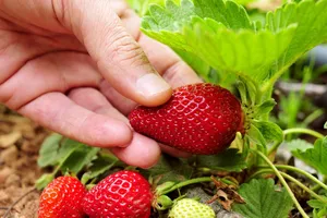 Не робіть цієї помилки перед саджанням полуниці, інакше можете втратити врожай