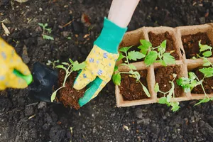 Сделайте это с рассадой томатов на первых этапах, чтобы избежать фитофтороза