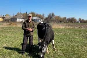 "Поставьте мешок золота, скажу – забирайте свое золото". В украинском селе живет 30-летняя корова Майка