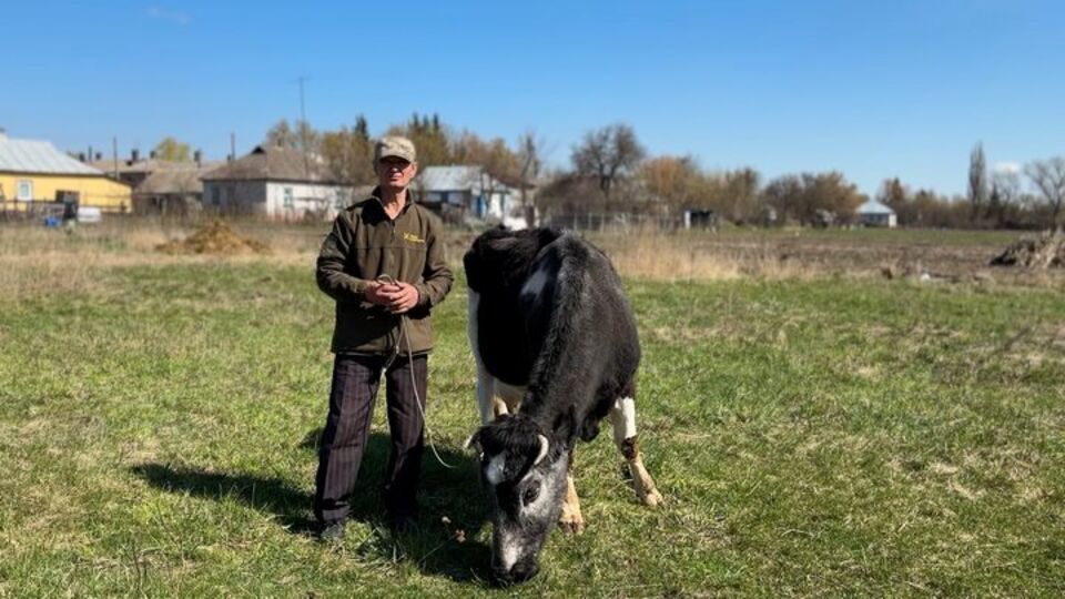 "Поставьте мешок золота, скажу: "Забирайте". В украинском селе живет 30-летняя корова Майка