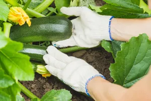 Кабачки виростуть великими, якщо правильно підготувати та сіяти насіння. Городники назвали правила