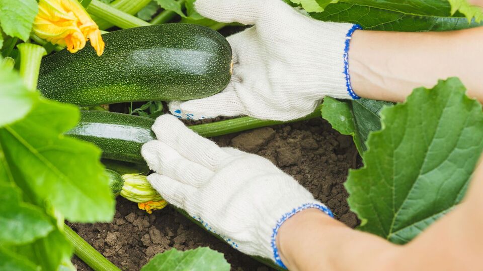 Кабачки виростуть великими, якщо правильно підготувати й сіяти насіння. Городники назвали правила