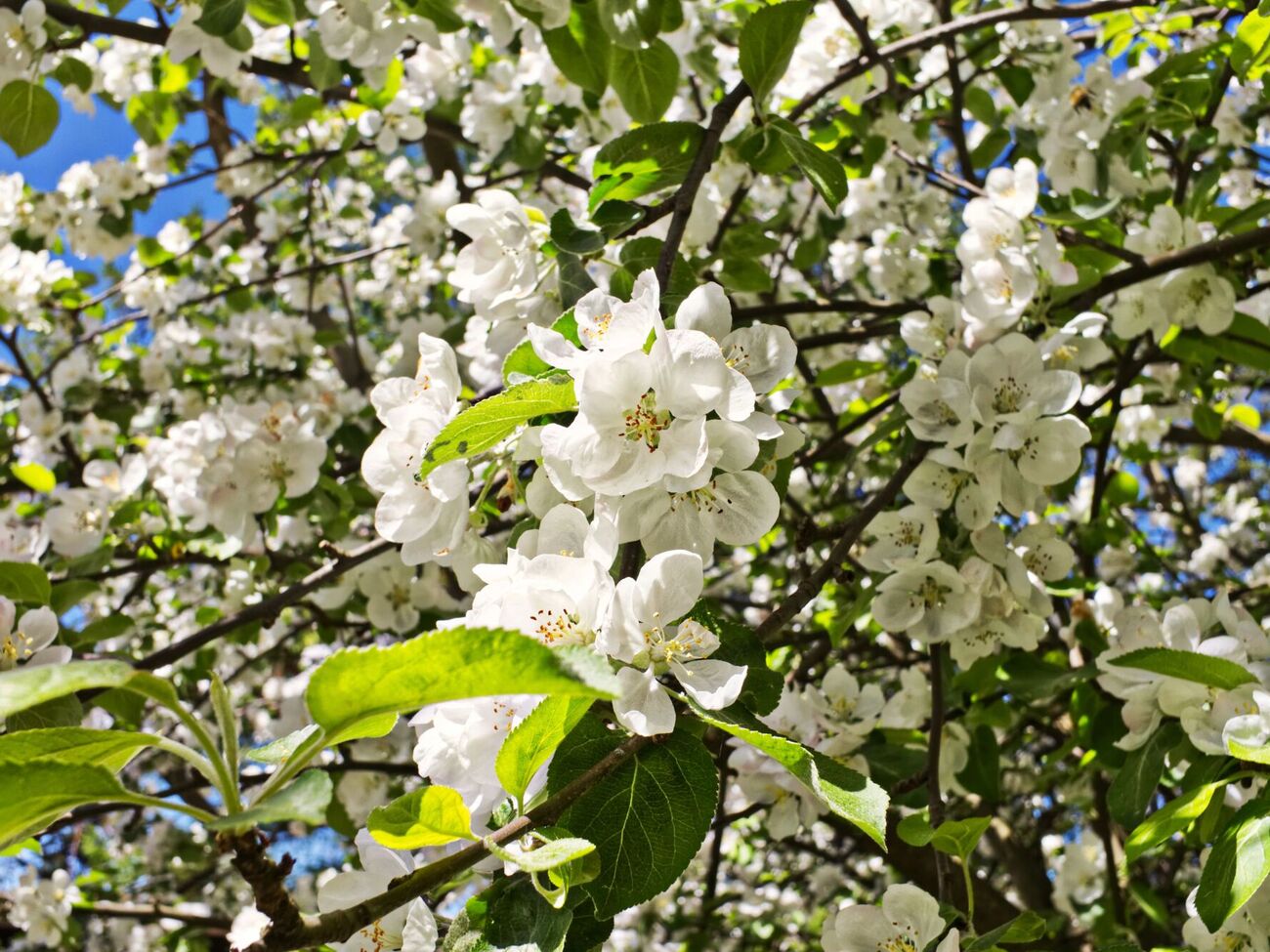 Синоптикиня розповіла, якою буде погода в Україні на початку травня