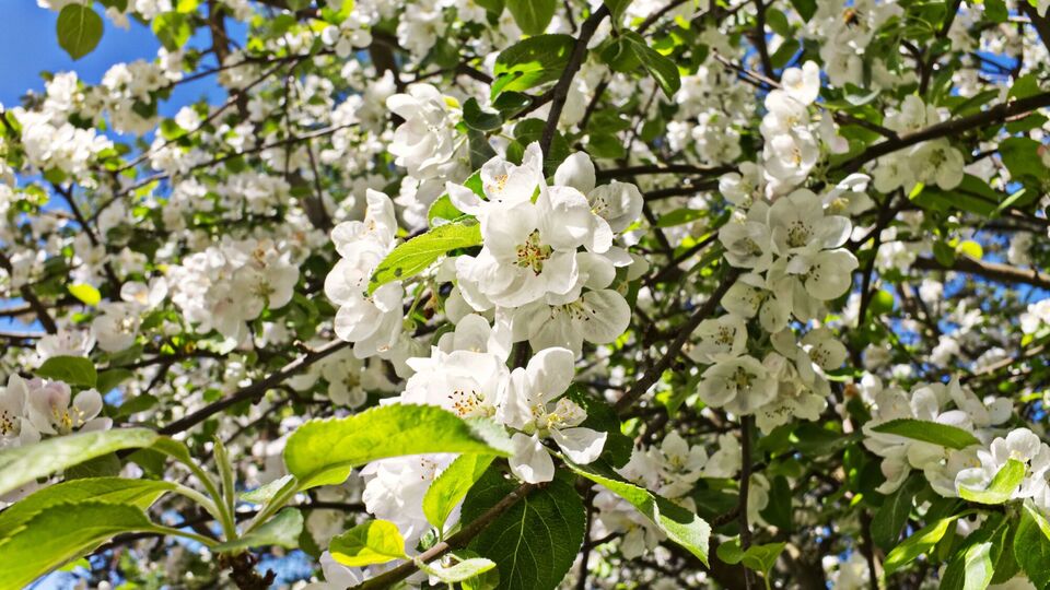 Синоптикиня розповіла, якою буде погода в Україні на початку травня