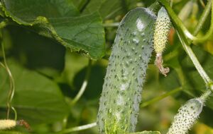 Огурцы нуждаются в тени во время созревания