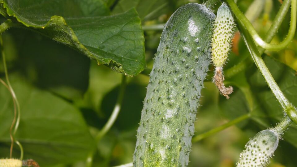 Огурцы нуждаются в тени во время созревания