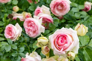 Це підживлення необхідне для троянд. Коли і як його проводити