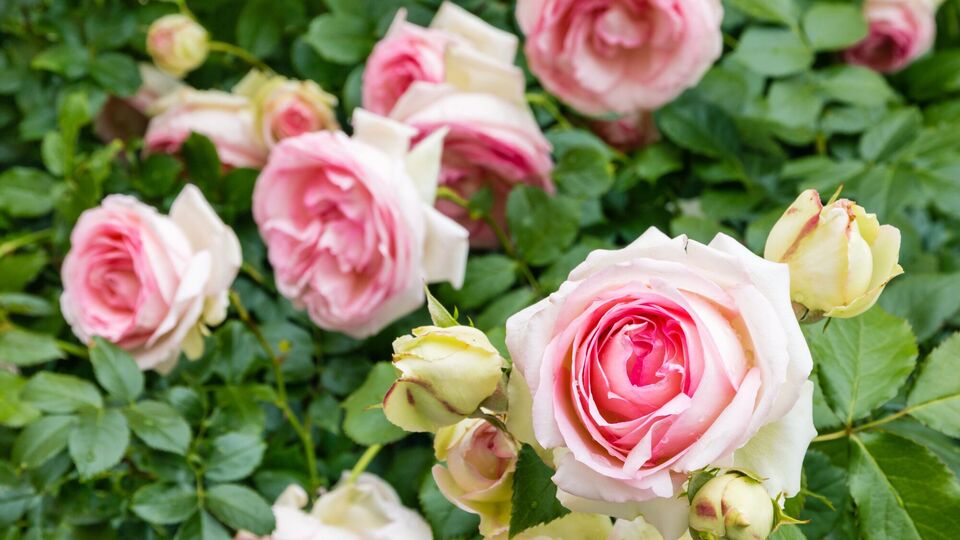 Эта подкормка необходима для роз. Когда и как ее проводить