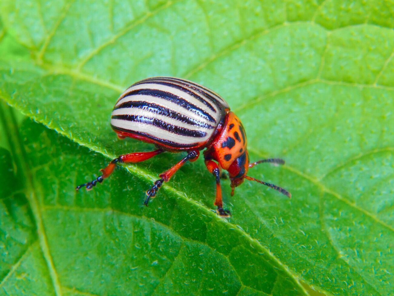 Как спасти урожай картофеля? Три способа избавиться от колорадского жука