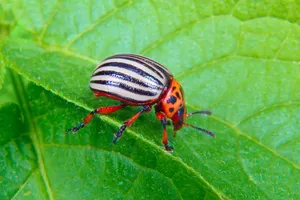 Как спасти урожай картофеля? Три способа избавиться от колорадского жука