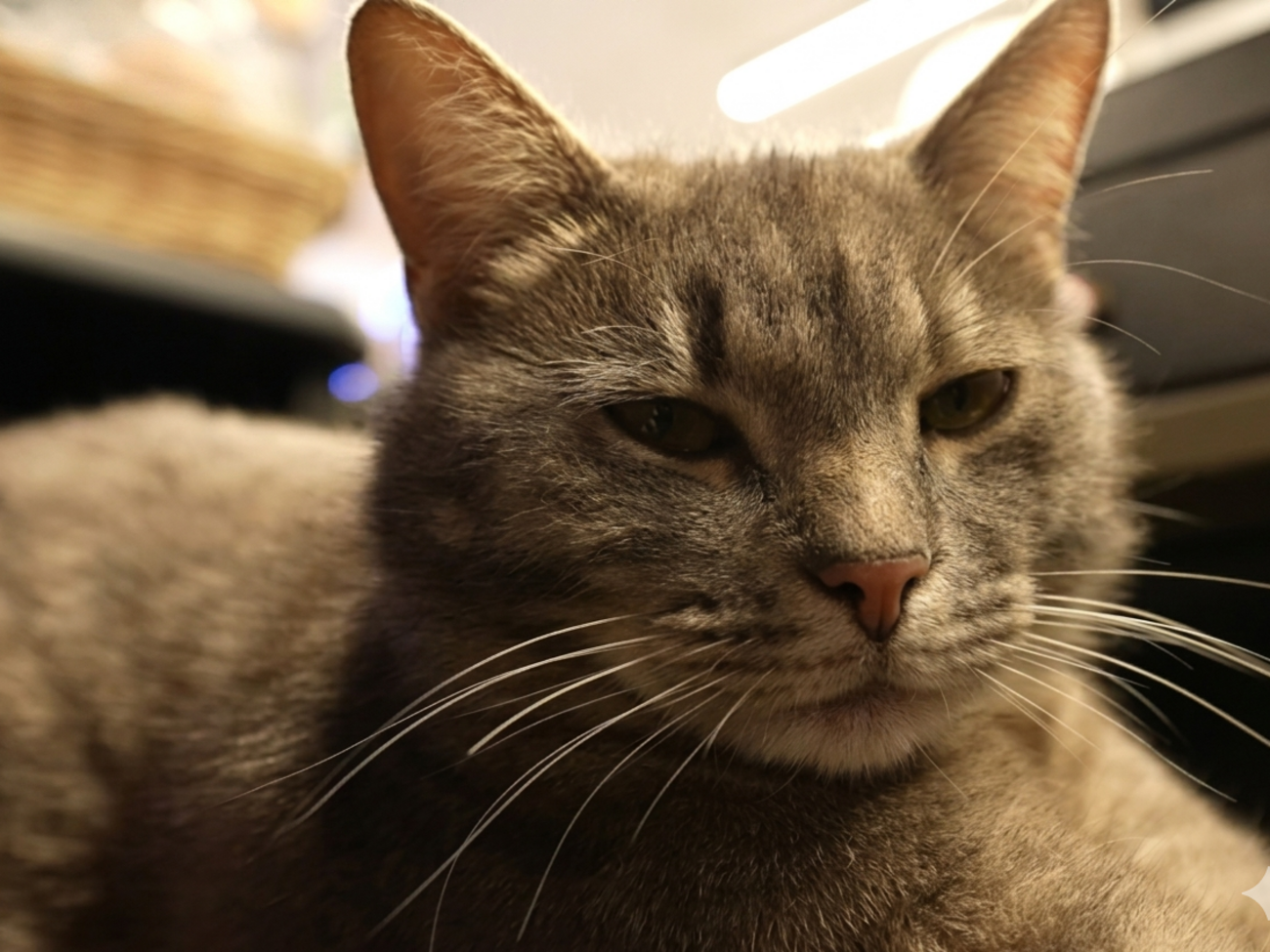 "Приходить найперший". Роботящий кіт Гоша "влаштувався" касиром в магазин і сам заробляє на корм