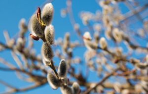 У суботу на сході й частково на півдні дощитиме, у неділю по всій країні встановиться суха й сонячна погода