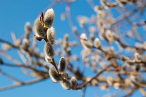 В субботу на востоке и частично на юге будет дождь, в воскресенье по всей стране установится сухая и солнечная погода