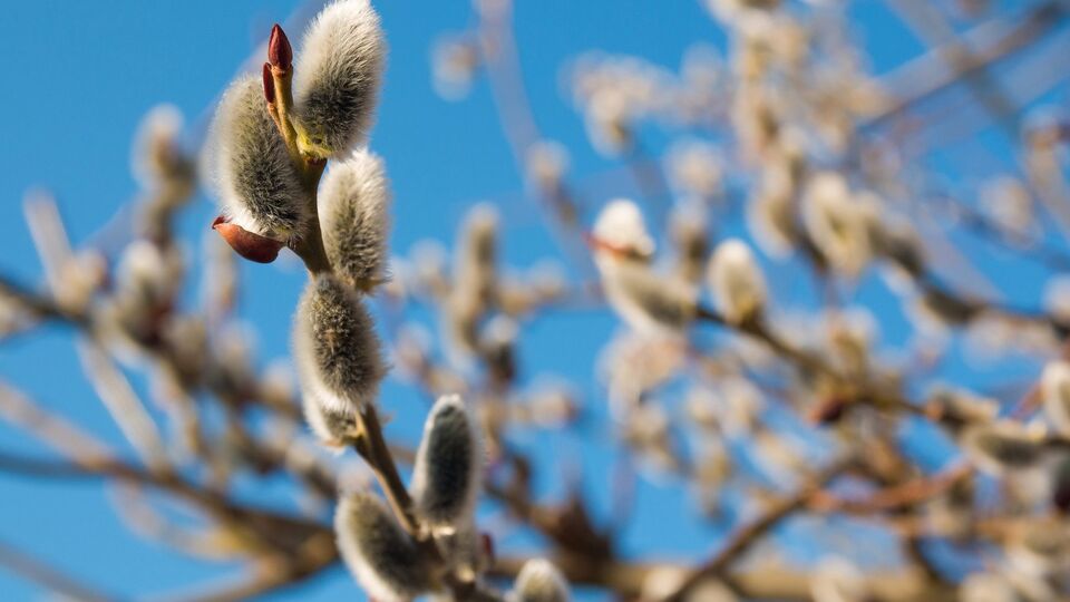 У суботу на сході й частково на півдні дощитиме, у неділю по всій країні встановиться суха й сонячна погода