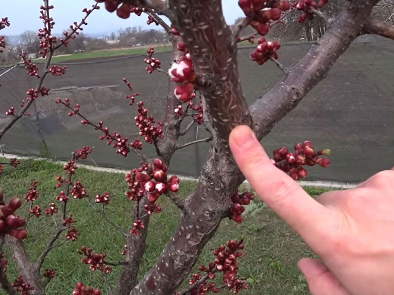 Для обработки сада подойдет "Хорус"