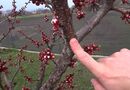 Для обработки сада подойдет "Хорус"