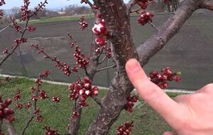 Для обработки сада подойдет "Хорус"