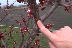 Для обработки сада подойдет "Хорус"