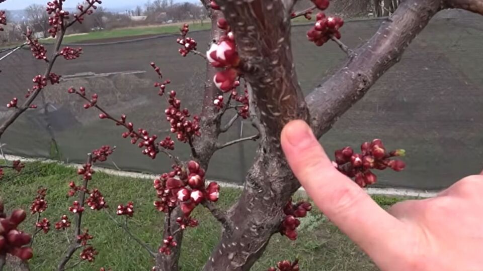 Для оброблення саду підійде "Хорус"