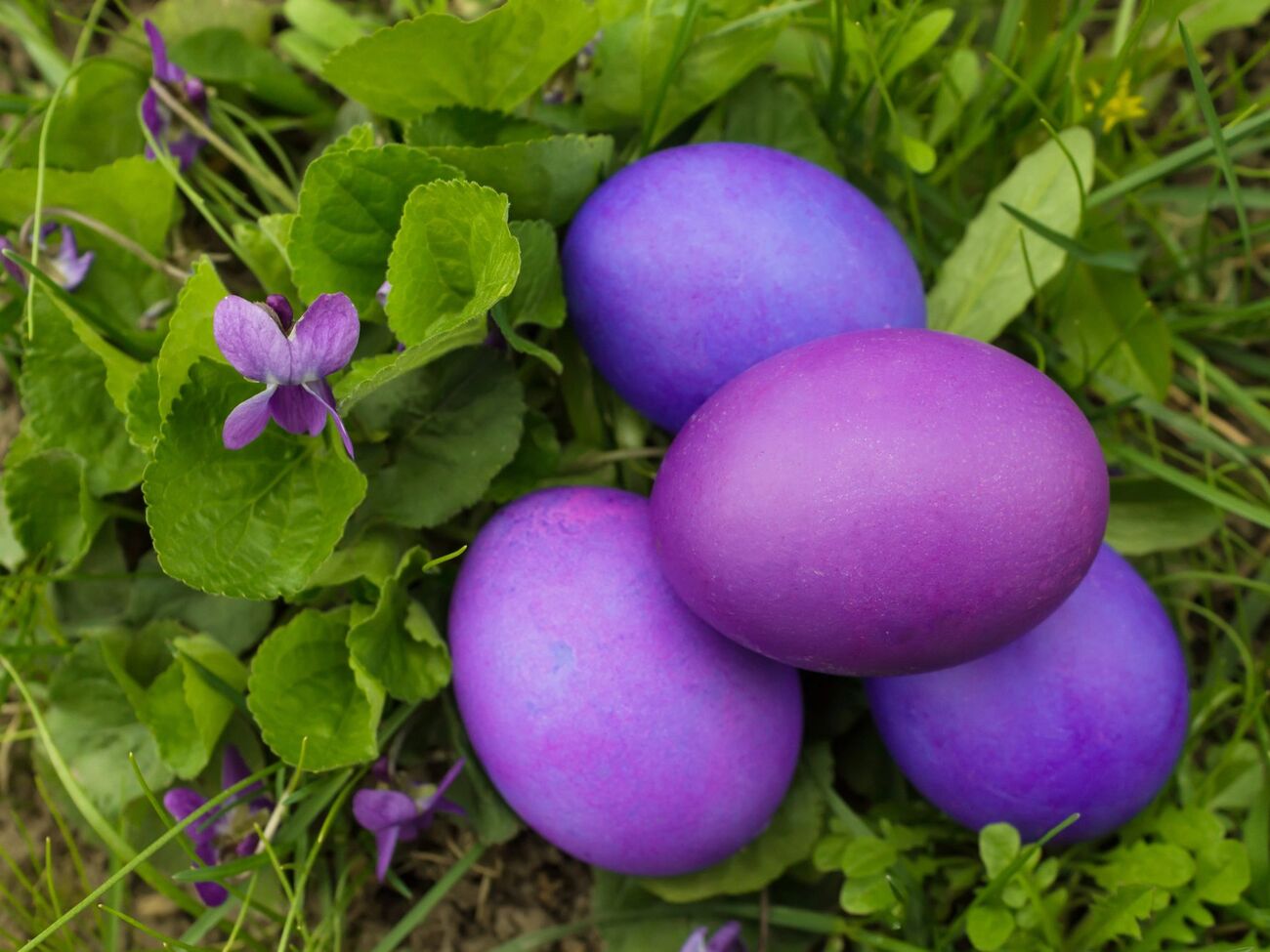 Бузкові крашанки можна отримати за допомогою природного барвника