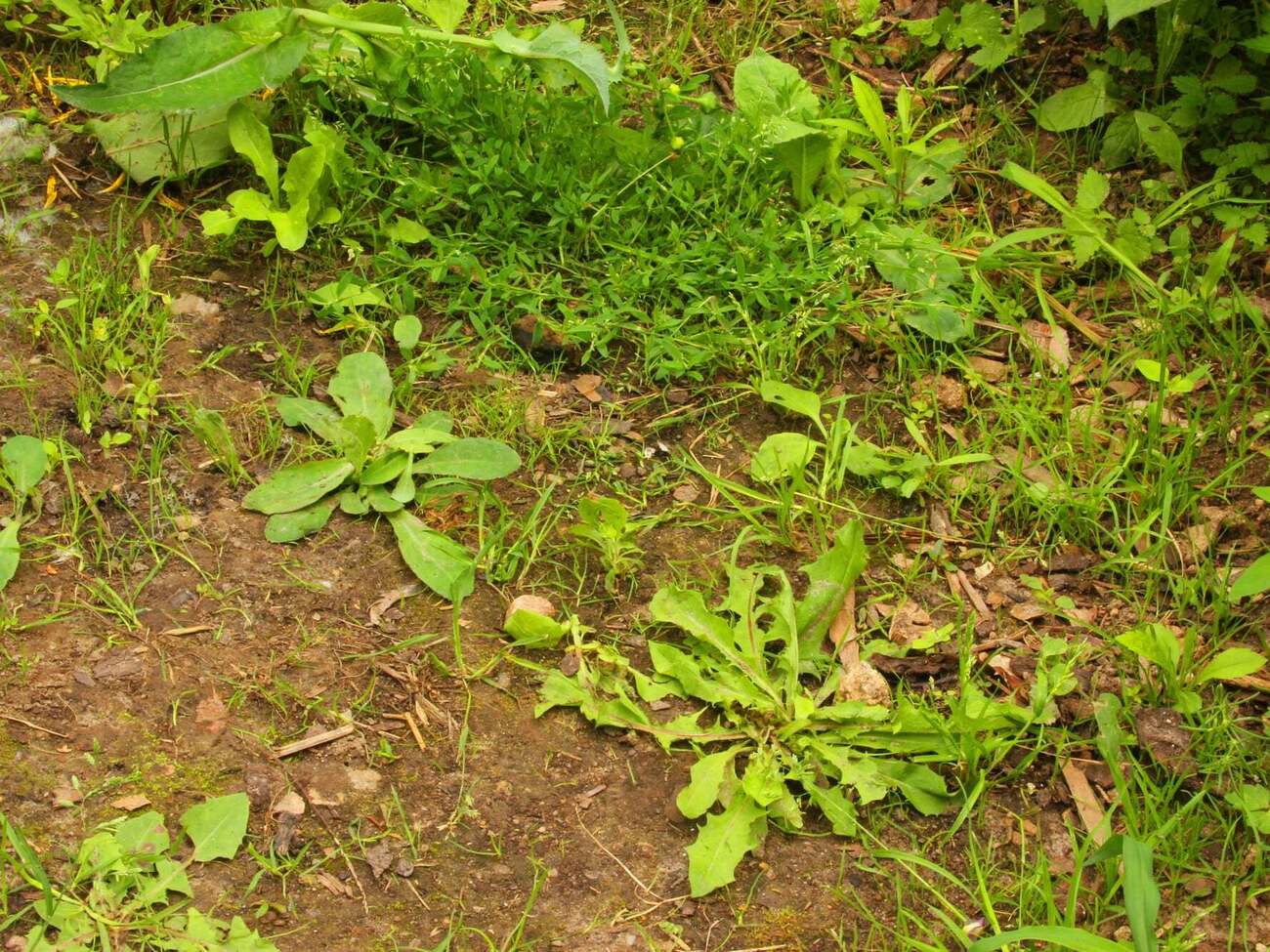 Сорняки уничтожит специальный раствор