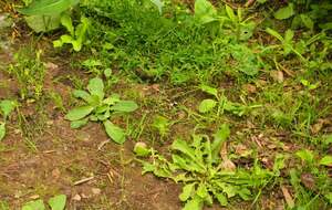 Сорняки уничтожит специальный раствор