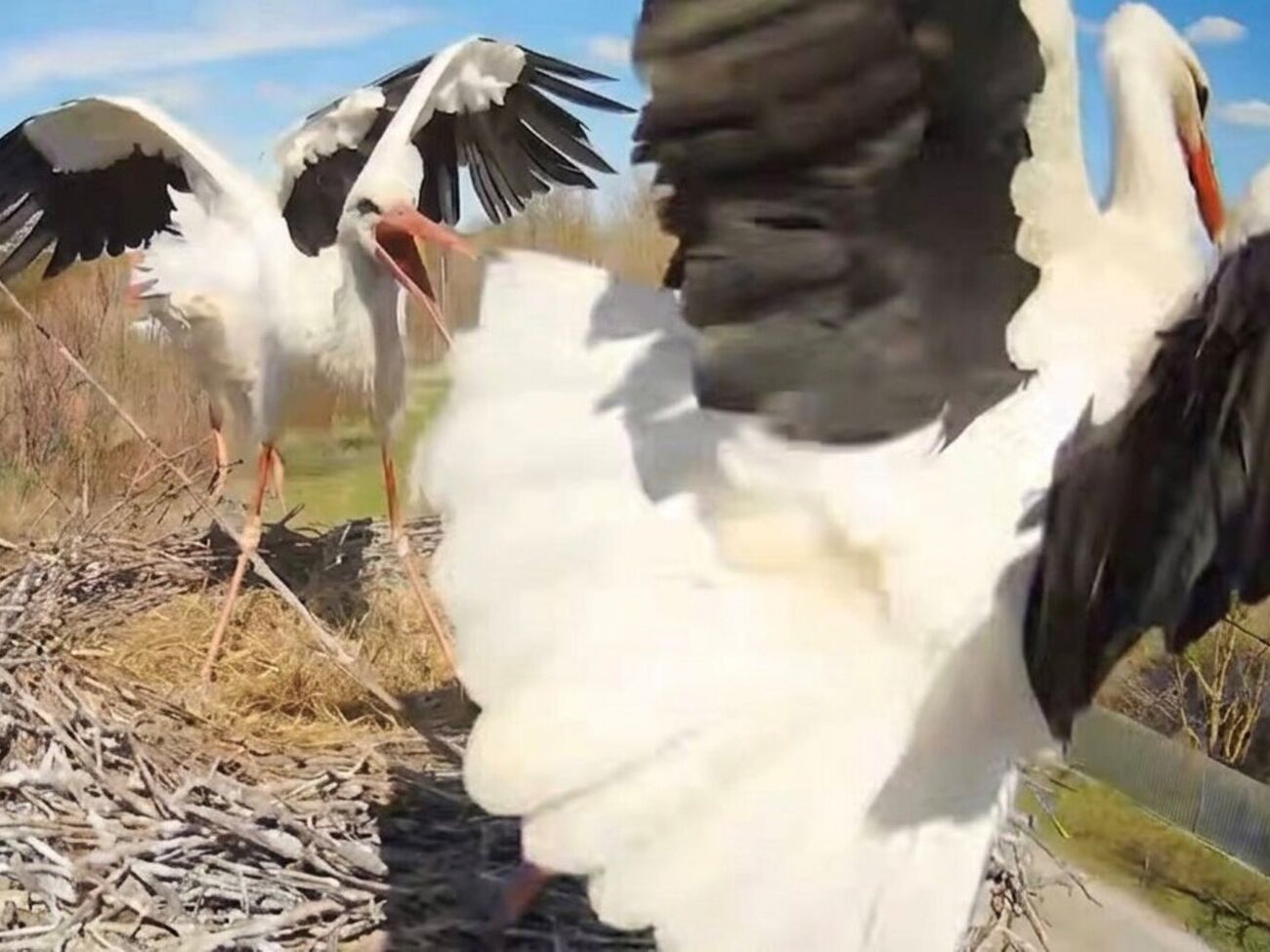 Бывшая "хозяйка" гнезда вытеснила новую аистиху и поселилась с ее партнером, однако позже вернулся ее предыдущий самец