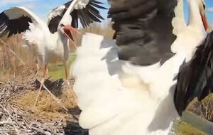 Бывшая "хозяйка" гнезда вытеснила новую аистиху и поселилась с ее партнером, однако позже вернулся ее предыдущий самец