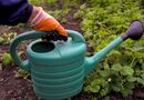 Вылили литр удобрения под каждый куст – и огород завалит щедрым урожаем. Подкормка без химии