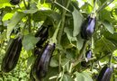 Посадите это рядом с баклажанами – и урожай устанете собирать