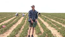 "У нас не п'ють, бо в кожному дворі є..." Що зараз відбувається в "полуничному" селі на Волині