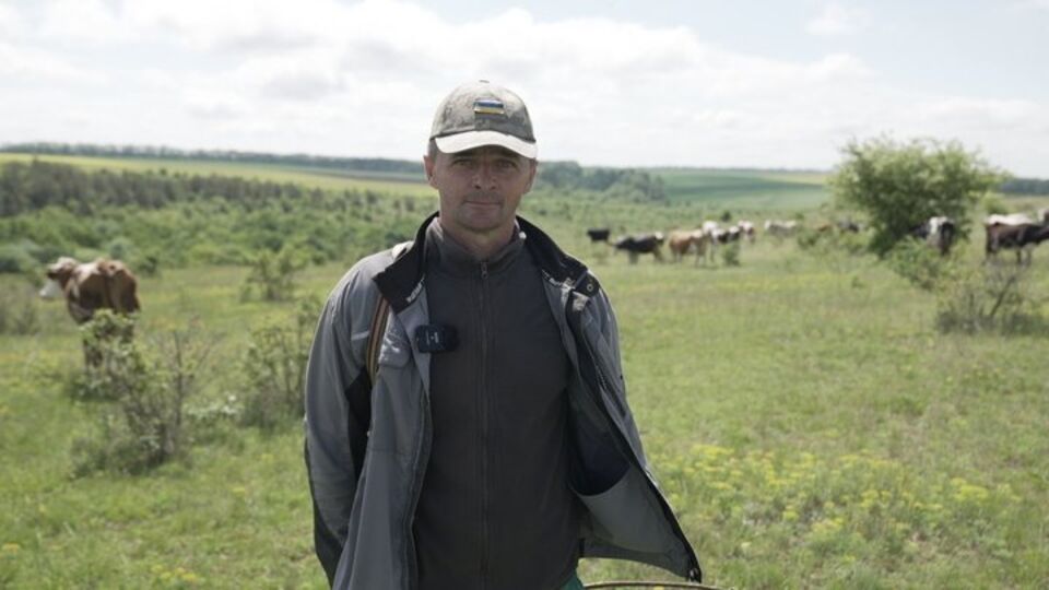 Депутати пасуть корів в українському селі, а молоко здають по 12 грн. Фото